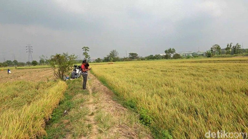 Musi panen padi di Lamongan