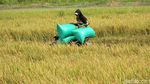 Gabah Tembus Rp 8.200/Kg, Petani Lamongan Semringah