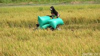 Menurutnya, gabah hasil panen bahkan langsung dibeli tengkulak dari sawah dengan harga tersebut.