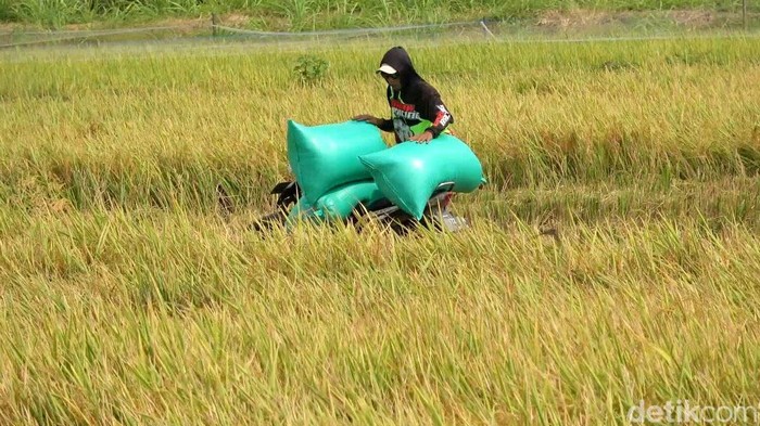 Musi panen padi di Lamongan