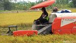 Gabah Tembus Rp 8.200/Kg, Petani Lamongan Semringah