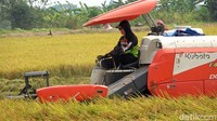 Nasri menjelaskan tingginya harga gabah didukung kualitas hasil panen yang baik.