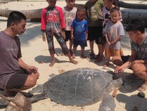 Penyu Hendak Bertelur Mati Terbelah di Kaltim, Seluruh Telurnya Diambil Pelaku