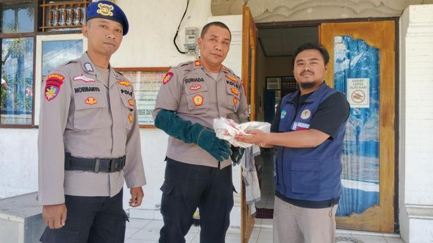 Satpolairud Polres Buleleng menyerahkan trenggiling yang ditemukan di Pantai Anturan ke Kantor Resor BKSDA Buleleng di Jalan Parikesit, Kelurahan Banjar Tegal, Rabu (5/8/2026) Satpolairud Polres Buleleng menyerahkan trenggiling yang ditemukan di Pantai Anturan ke Kantor Resor BKSDA Buleleng di Jalan Parikesit, Kelurahan Banjar Tegal, Rabu (5/8/2026)