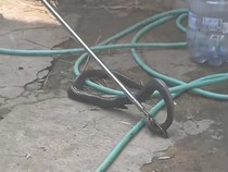 Ular Kobra Diduga Stres, Telan Pisau Dapur hingga Perut Terbelah