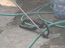 Kobra Stres Telan Pisau di Karanganyar Akhirnya Dibunuh