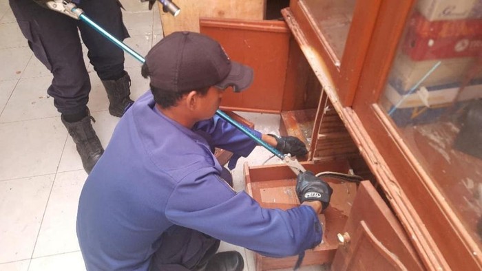 Damkar Ciamis mengevakuasi ular yang bersarang di lemari rumah warga.