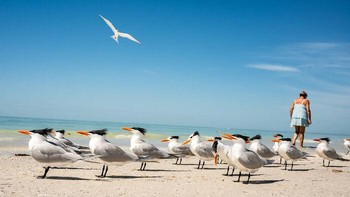 Penghargaan Khusus di Babak Musim Panas 2026. Fotografer: Mary Kay Kirsner. Lokasi: Siesta Key, Florida, AS Foto: via Boredpanda