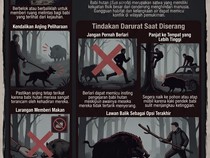 Infografik: Ini yang Harus Kamu Lakukan Agar Tak Diseruduk Babi Hutan