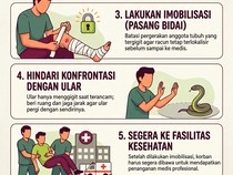 Infografis: Jangan Hisap Luka Bekas Gigitan Ular!
