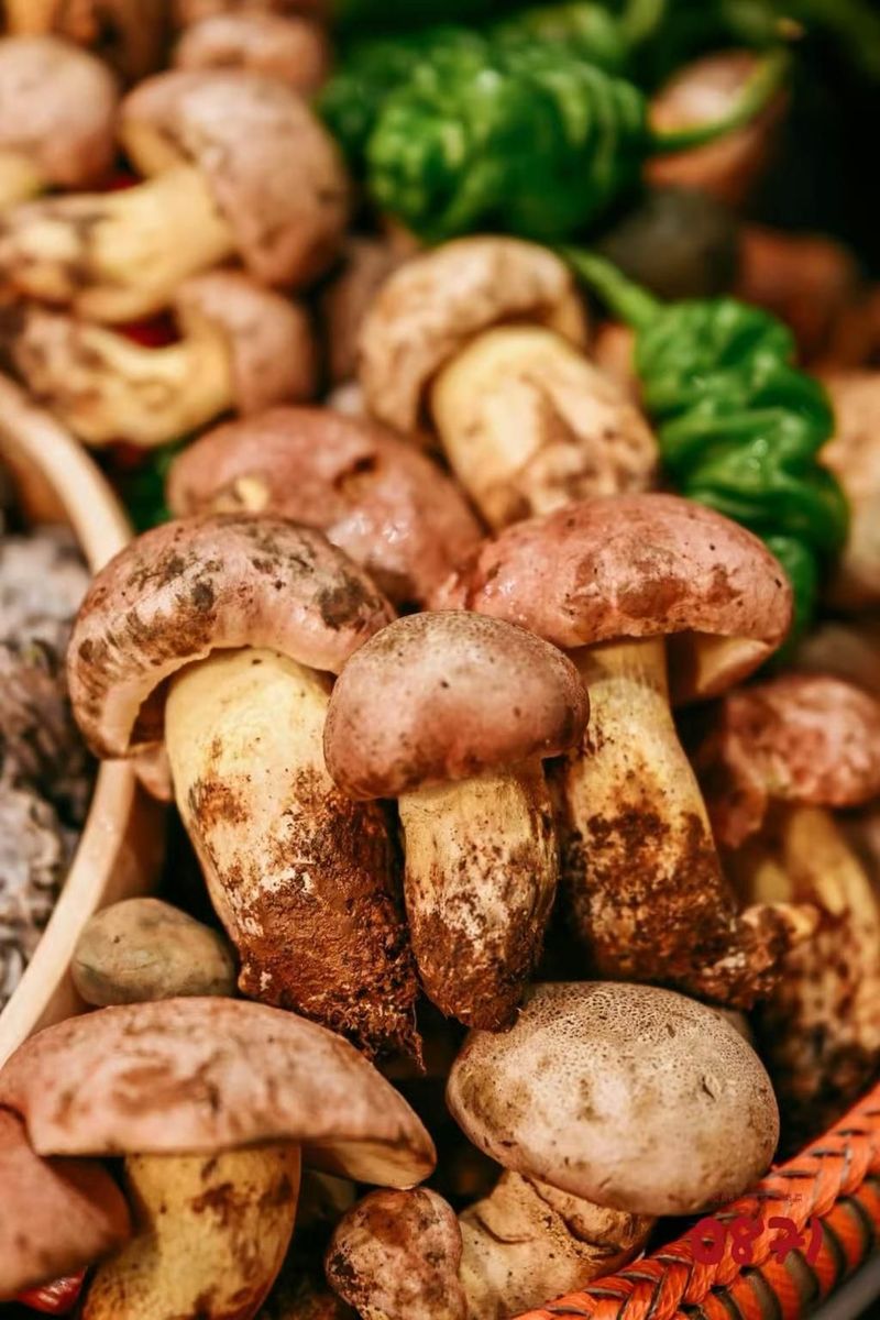 Jamur liar harga Rp 19 juta per kilogram.