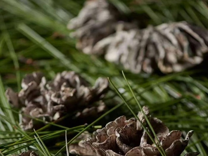 Jamur liar harga Rp 19 juta per kilogram.