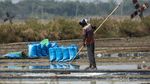 Kemarau Panjang Dongkrak Panen Garam Petani Cirebon