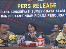 Trenggiling Diburu karena Mitos Khasiat Sisik, BKSDA: Belum Ada Bukti Ilmiah