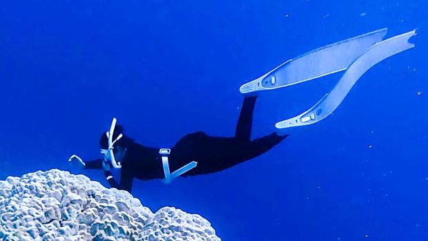 Komunitas Freedivers saat melakukan renang bebas di Perairan Maratua. (Freedivers Tarakan) Komunitas Freedivers saat melakukan renang bebas di Perairan Maratua. (Freedivers Tarakan)