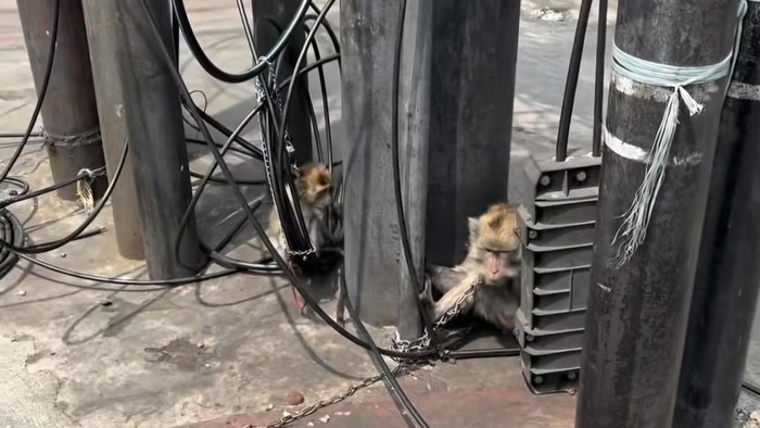Monyet diikat di tiang lampu merah Jakarta (dok. medsos)