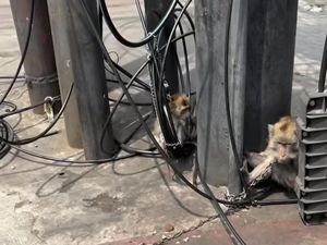 Viral 2 Monyet Diikat di Lampu Merah Kalibata Siang-siang Bikin Iba