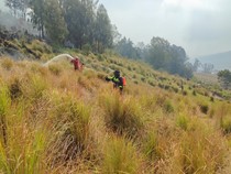 TNBTS Ungkap Titik Awal Kebakaran Bromo dari Jalur Terabasan Warga