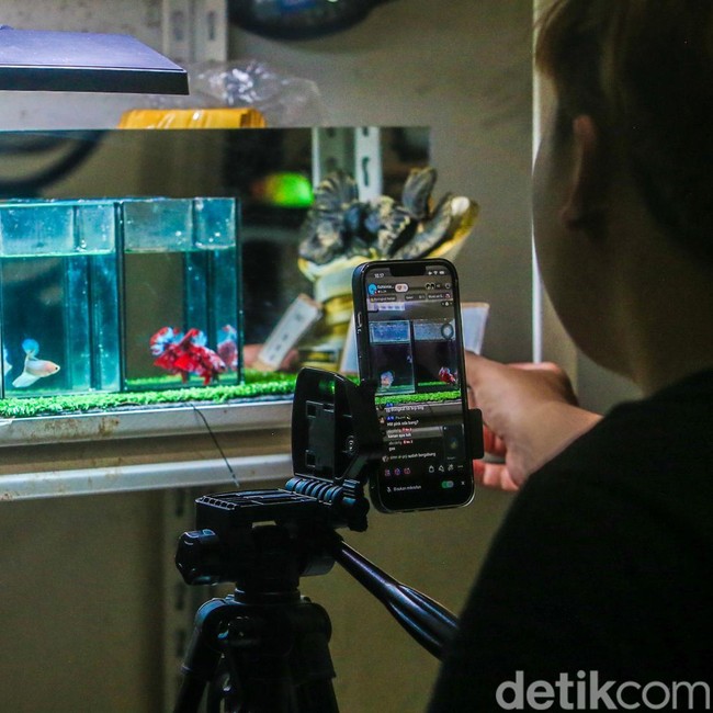 Penjual Ikan Cupang Andalkan Live Streaming untuk Dongkrak Penjualan
