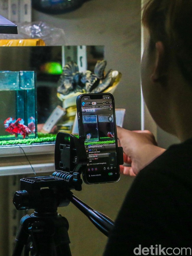 Penjual Ikan Cupang Andalkan Live Streaming untuk Dongkrak Penjualan