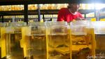 Penjual Ikan Cupang Andalkan Live Streaming untuk Dongkrak Penjualan