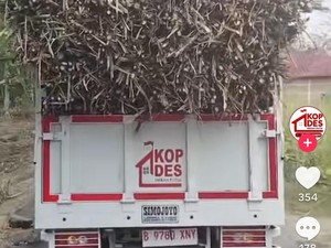 Viral Truk KDMP di Sragen Angkut Tebu hingga Overload, Alasannya Panasi Mesin