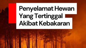 Video: Berjibaku Selamatkan Hewan Tertinggal Akibat Kebakaran Hutan Prancis