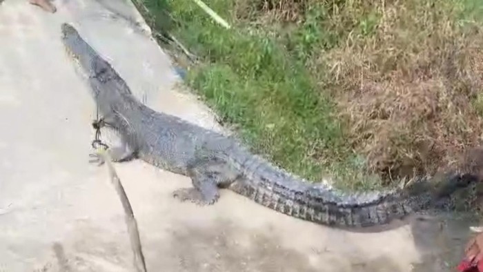 Buaya muara ditangkap warga di Inhil, Riau. (Dok Disdamkarmat)