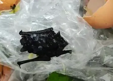Diduga Gegara Kelelawar di Makanan Restoran, Bocah Ini Masuk RS