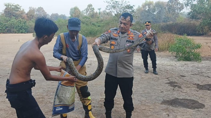 Kabag Ops Polrestabes Palembang bersama petugas pemadam kebakaran menangkap ular piton sepanjang 3 meter