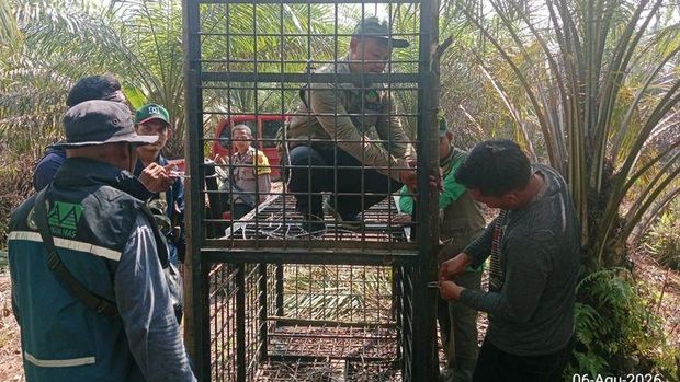 Kandang Jebak untuk Beruang Madu
