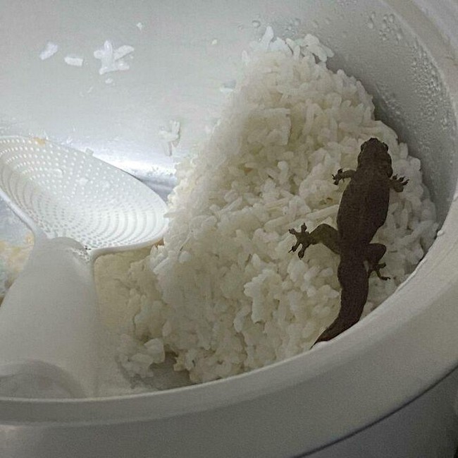 Jijik Banget! Ada Kuku hingga Silet di dalam Makanan Zonk Ini