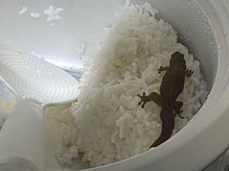 Jijik Banget! Ada Kuku hingga Silet di dalam Makanan Zonk Ini