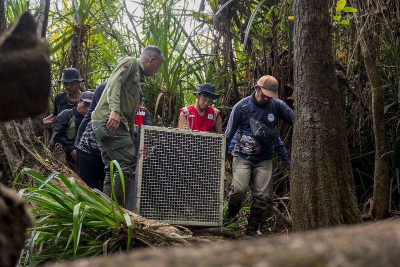 Proses evaluasi dan pelepasliaran orang utan yang terusir oleh api di Ketapang. (dok Muffidz Ma'sum/YIARI) Proses evaluasi dan pelepasliaran orang utan yang terusir oleh api di Ketapang. (dok Muffidz Ma'sum/YIARI)
