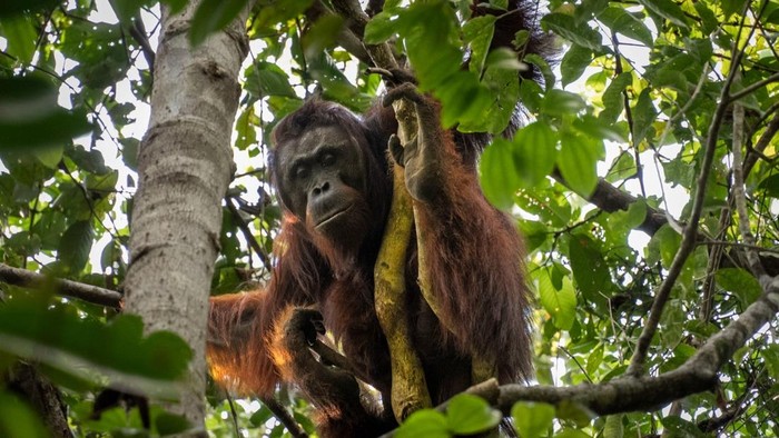 Proses evaluasi dan pelepasliaran orang utan yang terusir oleh api di Ketapang. (dok Muffidz Masum/YIARI)