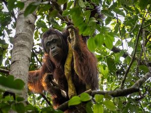 Kelestarian Hutan Tentukan Nasib Ratusan Orang Utan yang Masih Direhabilitasi