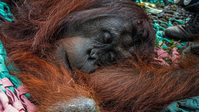 Proses evaluasi dan pelepasliaran orang utan yang terusir oleh api di Ketapang. (dok Muffidz Masum/YIARI)