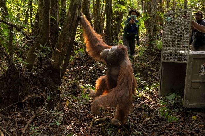 Proses evaluasi dan pelepasliaran orang utan yang terusir oleh api di Ketapang. (dok Muffidz Masum/YIARI)