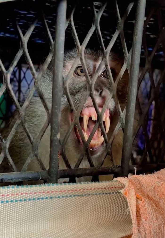 Monyet yang meresahkan warga Indragiri Hilir (Inhil), Riau saat ditangkap.
