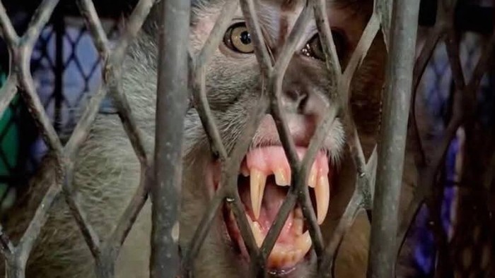 Monyet yang meresahkan warga Indragiri Hilir (Inhil), Riau saat ditangkap.