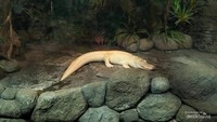 Berkenalan dengan 6 Satwa Unik di Faunaland Cibubur