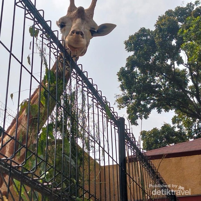 Faunaland Pramuka Cibubur Punya Satwa Langka, Yuk Datang