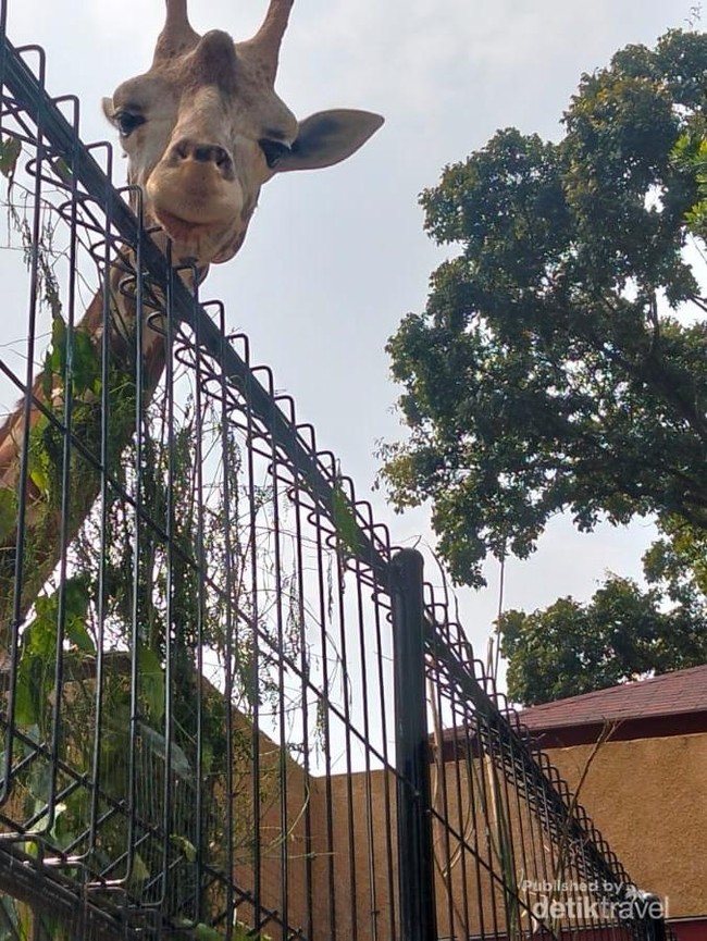 Faunaland Pramuka Cibubur Punya Satwa Langka, Yuk Datang