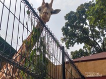 Faunaland Pramuka Cibubur Punya Satwa Langka, Yuk Datang