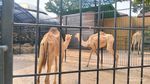 Faunaland Pramuka Cibubur Punya Satwa Langka, Yuk Datang