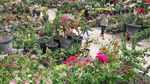 Harapan Kembali Mekar dari Kebun Bugenvil