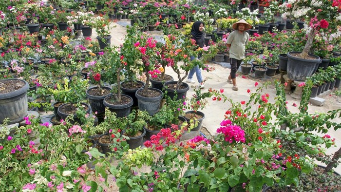 Pembudidaya merawat tanaman hias bunga bugenvil (Bougainvillea) di Desa Teupin Siron, Ganda Pura, Kabupaten Bireuen, Aceh, Jumat (07/08/2026). Pembudidaya tanaman hias yang terdampak banjir bandang pada akhir 2025 di kawasan tersebut kini kembali bangkit dengan menjual bunga hias seharga Rp25 ribu per polybag hingga Rp5 juta per pohon seiring pulihnya akses transportasi dan pasar pemesanan. ANTARA FOTO/Rahmad/hma