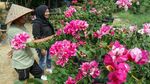 Harapan Kembali Mekar dari Kebun Bugenvil