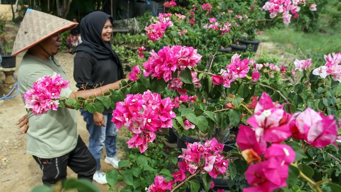 Pembudidaya merawat tanaman hias bunga bugenvil (Bougainvillea) di Desa Teupin Siron, Ganda Pura, Kabupaten Bireuen, Aceh, Jumat (07/08/2026). Pembudidaya tanaman hias yang terdampak banjir bandang pada akhir 2025 di kawasan tersebut kini kembali bangkit dengan menjual bunga hias seharga Rp25 ribu per polybag hingga Rp5 juta per pohon seiring pulihnya akses transportasi dan pasar pemesanan. ANTARA FOTO/Rahmad/hma