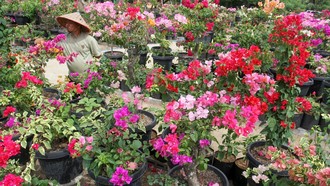 Harapan Kembali Mekar dari Kebun Bugenvil